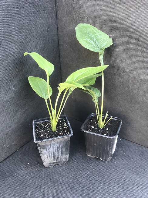 Эхинацея пурпурная Примадонна Вайт 1 шт Р9